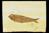 Detailed Fossil Fish (Knightia) - Wyoming #155465-1